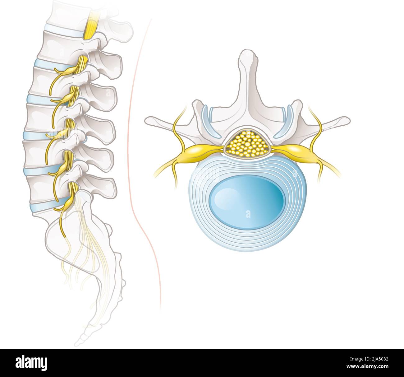 Labeled anatomical llustration showing lumbar spine and lumbar vertebra Stock Photo
