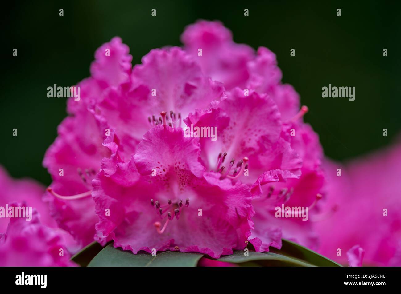Lush,colorful pink Rhododendron  Germania blossom flowers close up Stock Photo
