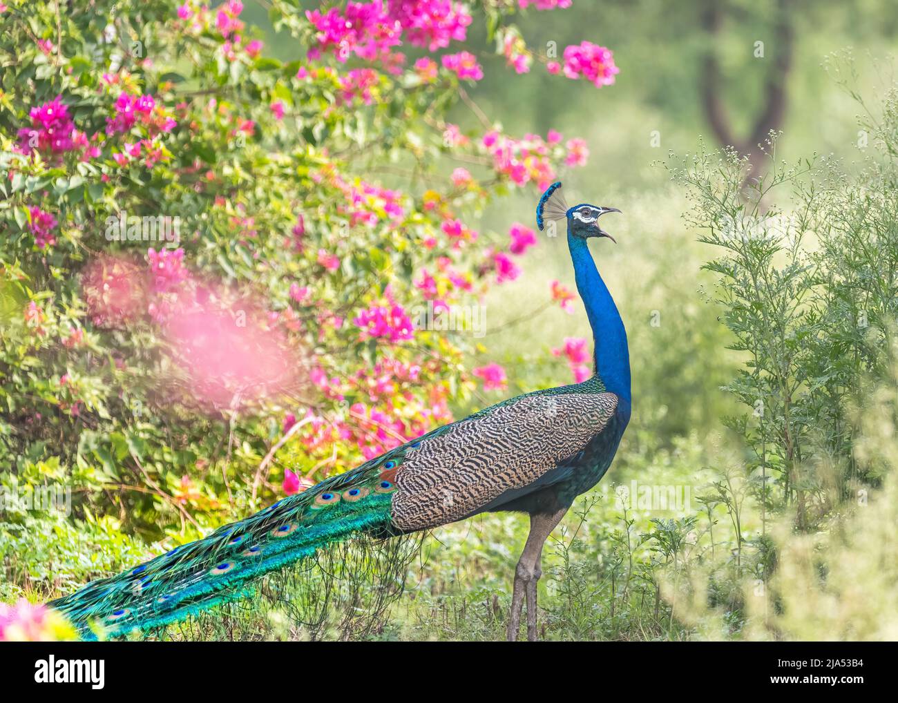 A Peacock making call for partner in garden Stock Photo