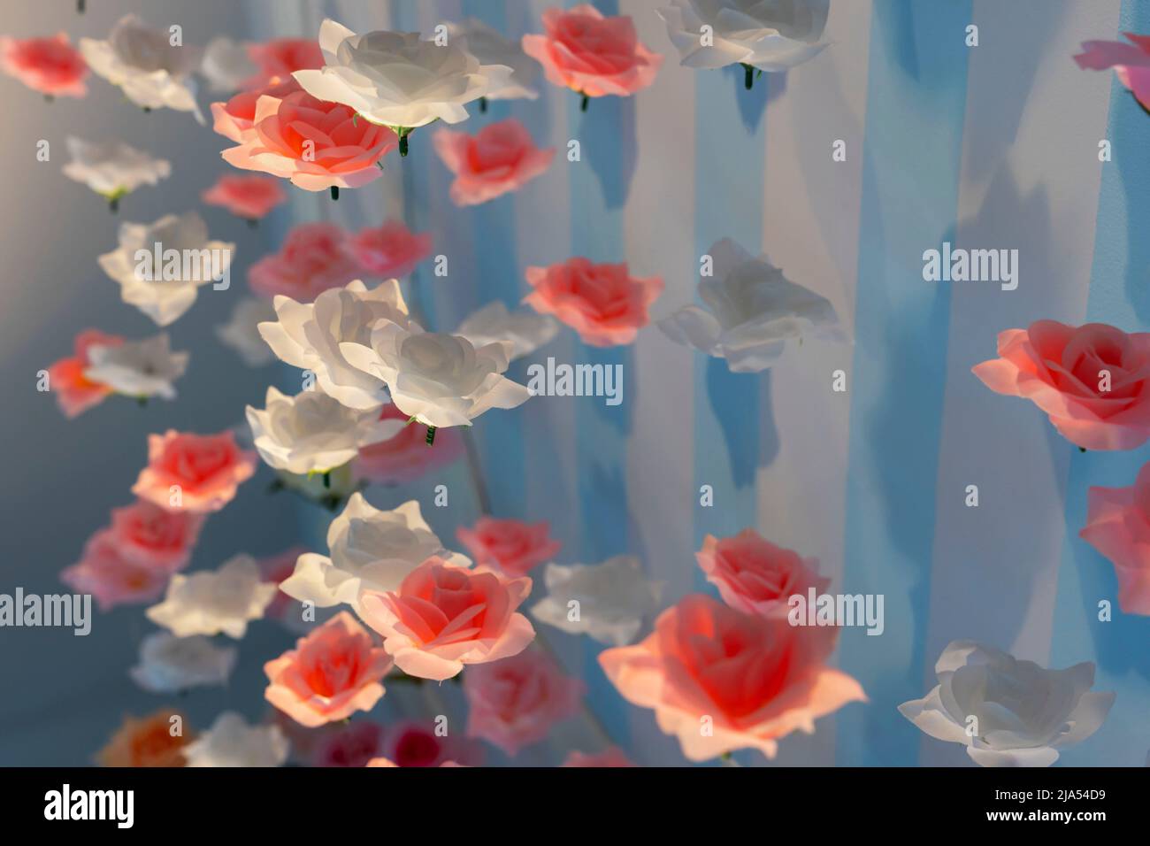 an artistic spatial composition of rose flowers suspended in the air ...