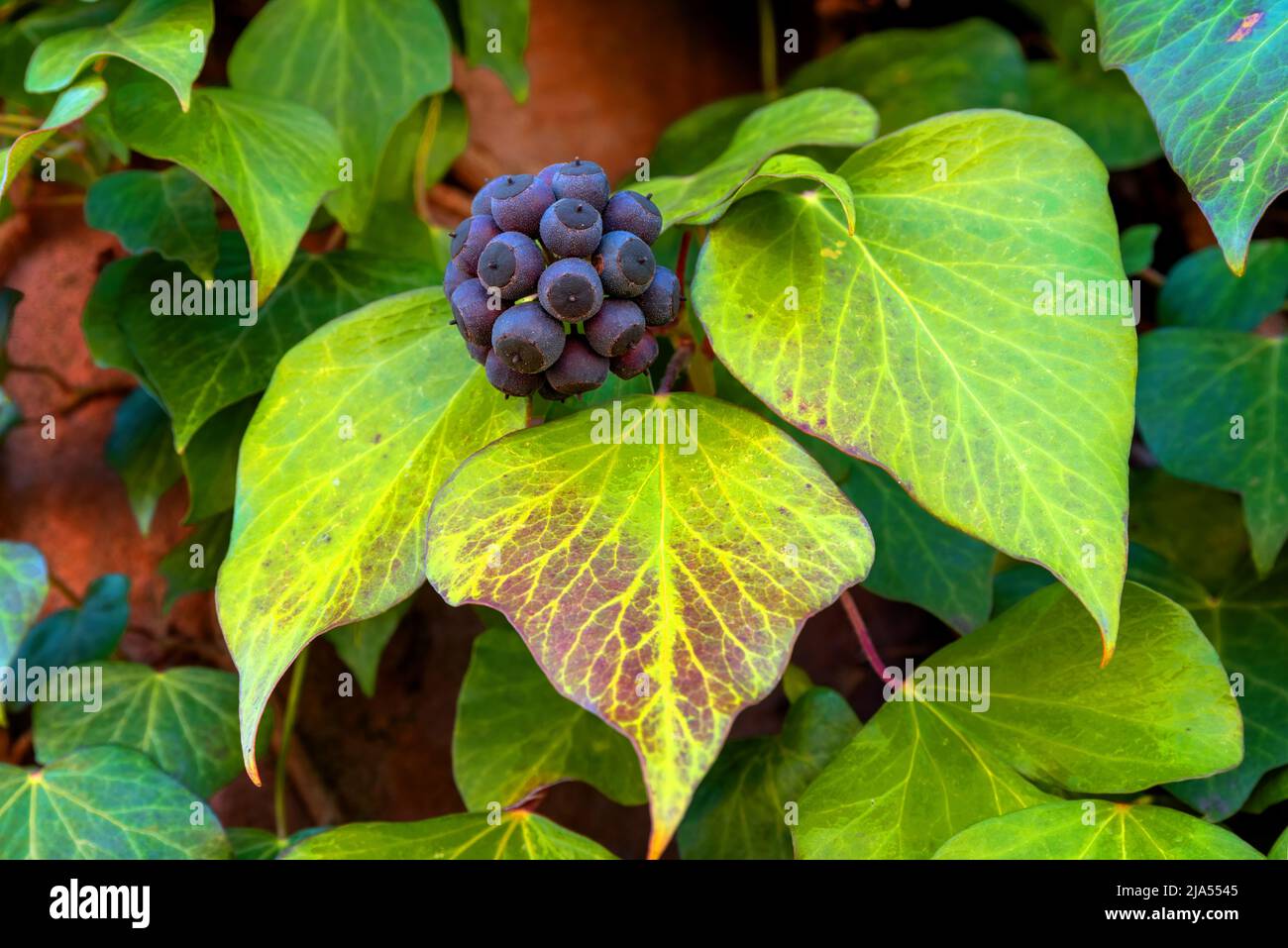 Ivy, Hedera helix is an evergreen climbing plant growing high where suitable surfaces (trees, cliffs, walls) are available Stock Photo