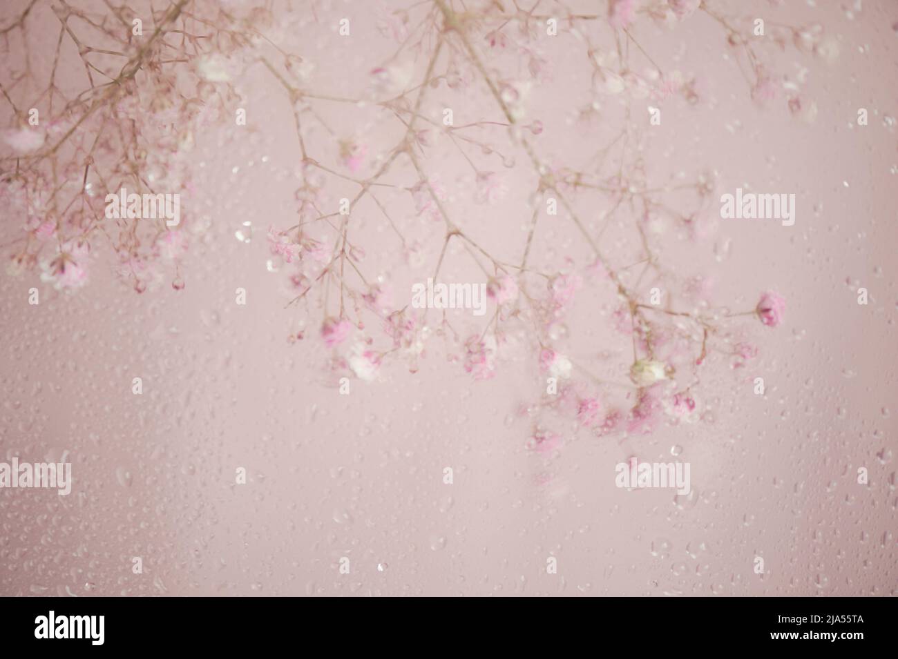 A branch of gypsophila on a pink background, blurred behind wet glass. Abstraction. Stock Photo