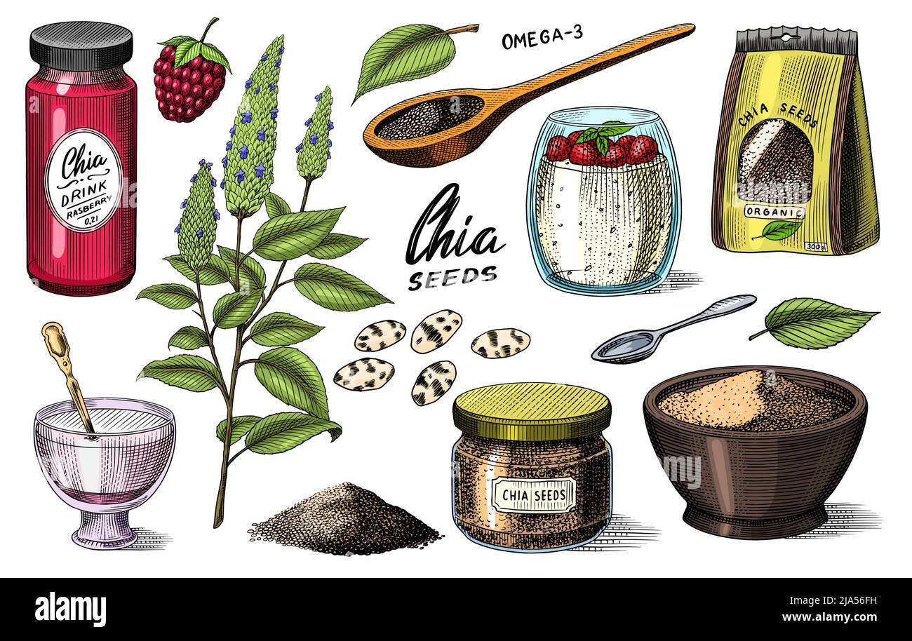 Chia plant and seeds. Salvia hispanica. Spice packaging, wooden spoon and dessert cup and pudding. A handful of seasoning and a glass bottle. Engraved Stock Vector