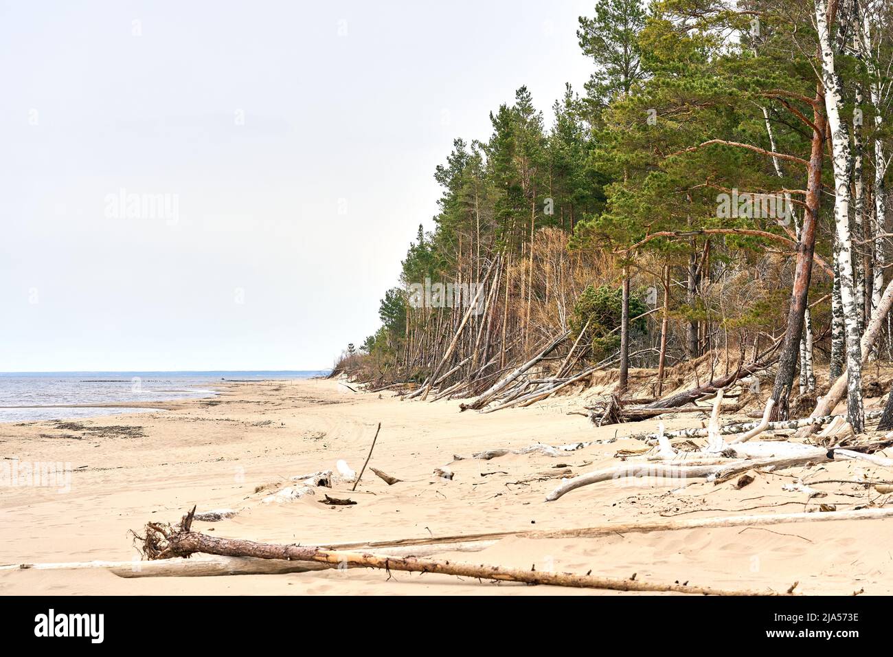 Baltic sea shore after the storm. Fallen trees on the beach. Stock Photo