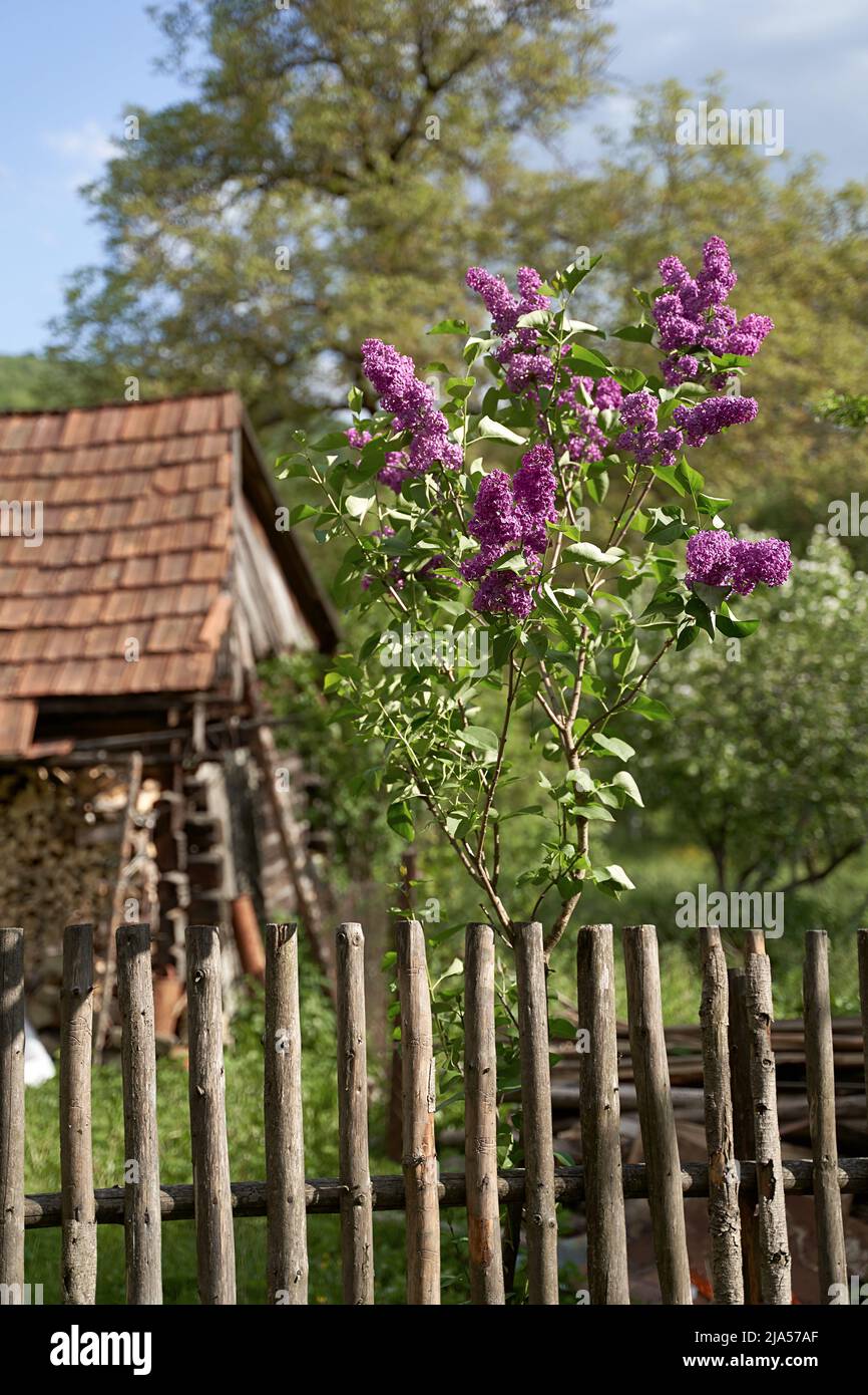 Young tiny lilac tree growing by a wooden tent on old rural house tiled roof background in spring Stock Photo
