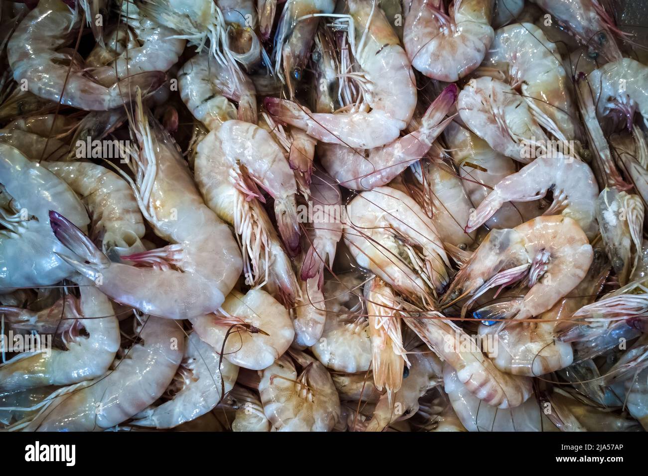 Fish Market in Dammam, Saudi Arabia. Stock Photo