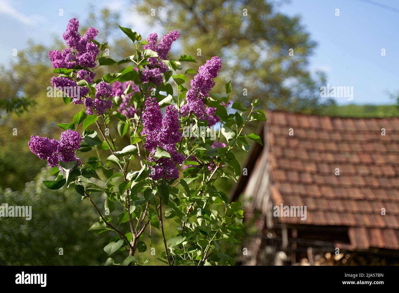 Young tiny lilac tree growing by a wooden tent on old rural house tiled roof background in spring Stock Photo