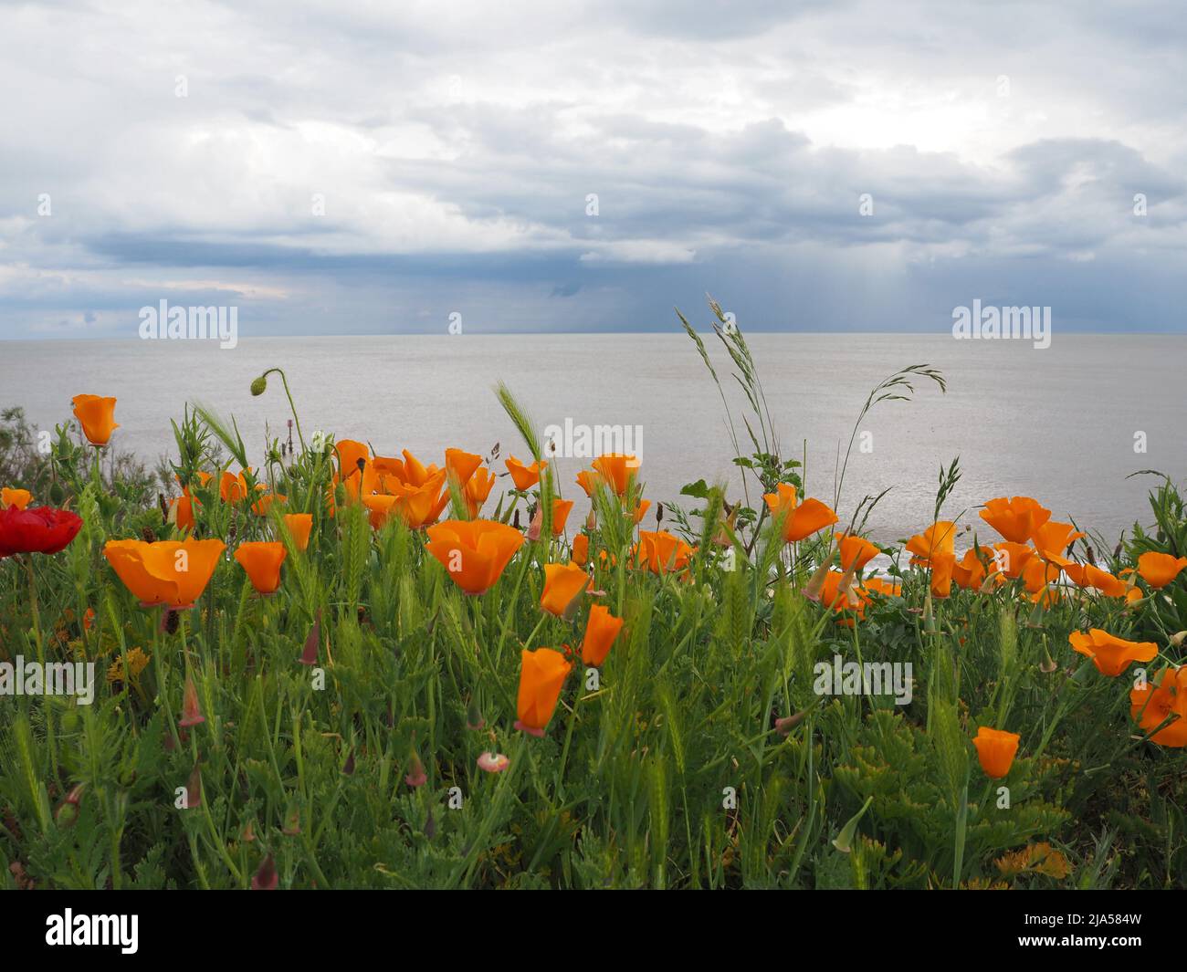 Orange poppies at Southwold, a seaside town in Suffolk. Stock Photo