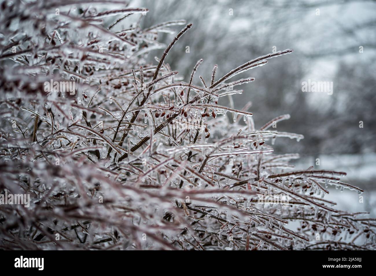 A burning Bush after an ice storm Stock Photo - Alamy