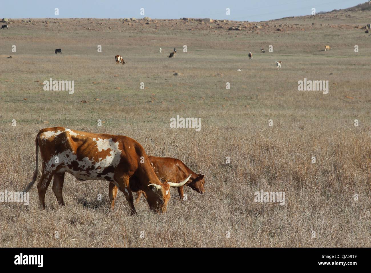 Longhorn and Calf Grazing on the Plains Stock Photo