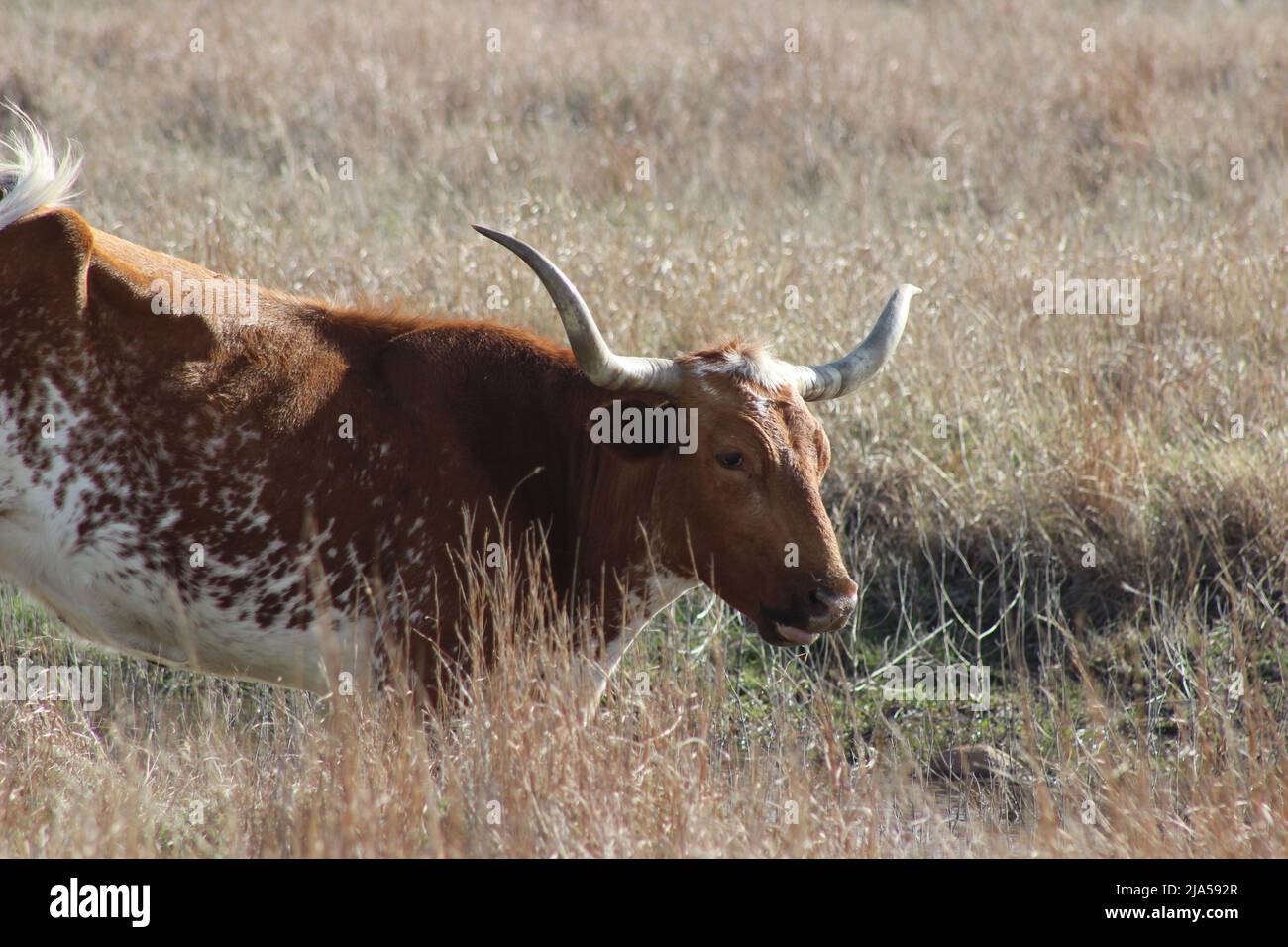 Texas Longhorn in Tall Grass Stock Photo