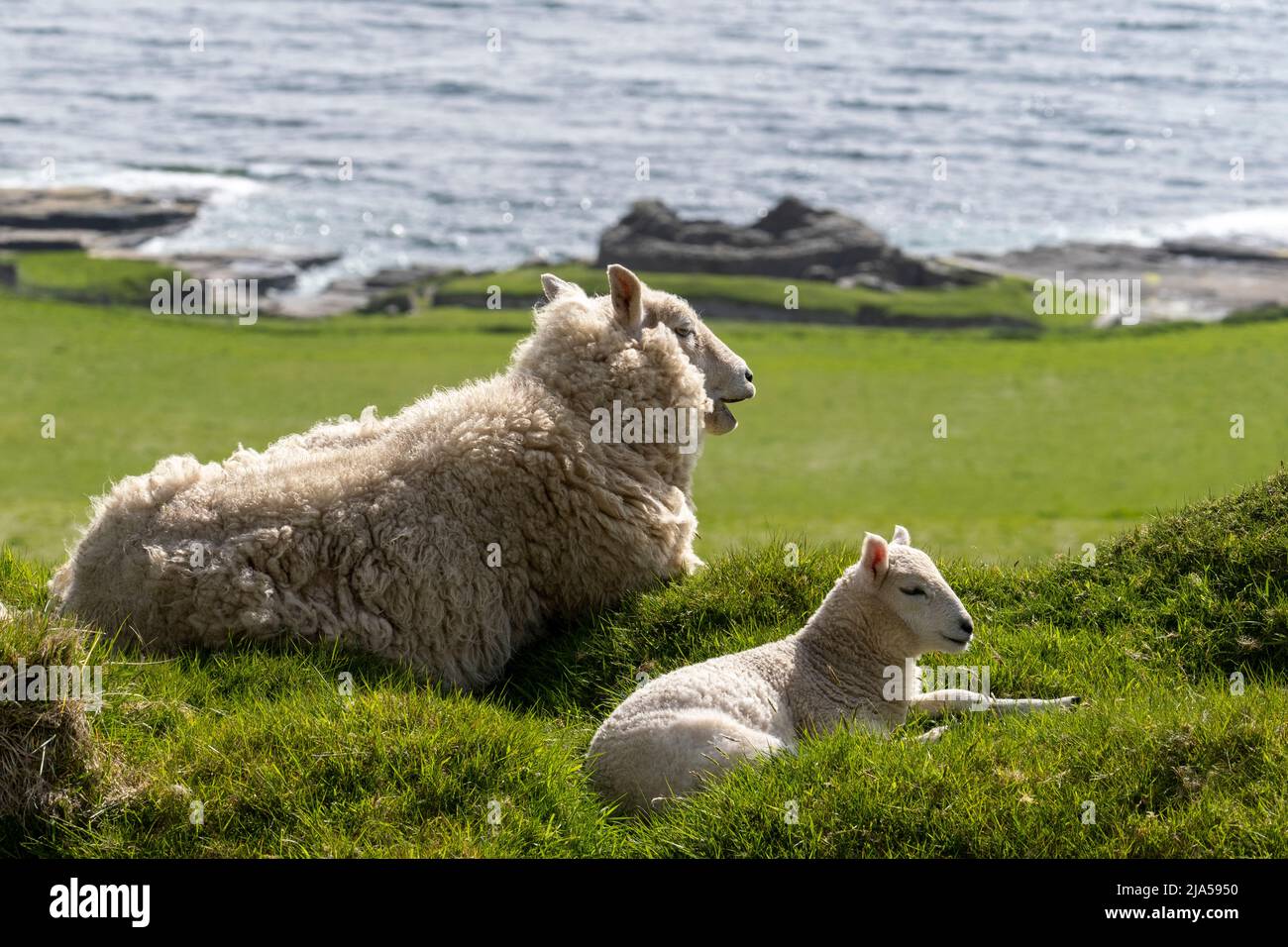 Cheviot ewe and lamb bask in the spring sunshine on the island of Rousay, Orkney Islands, Scotland. Stock Photo