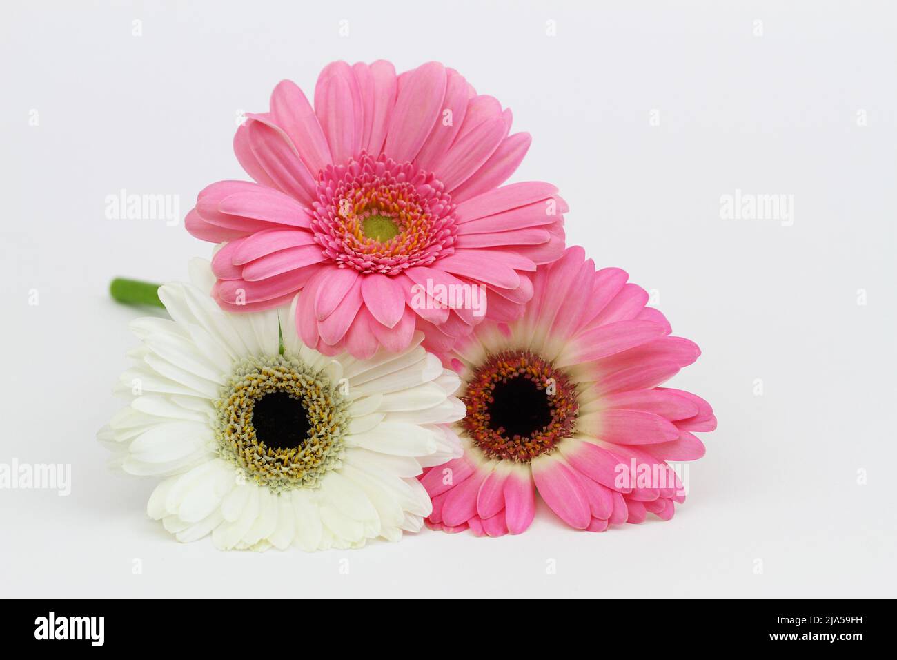 White and pink gerbera daisies on white background with copy space Stock Photo