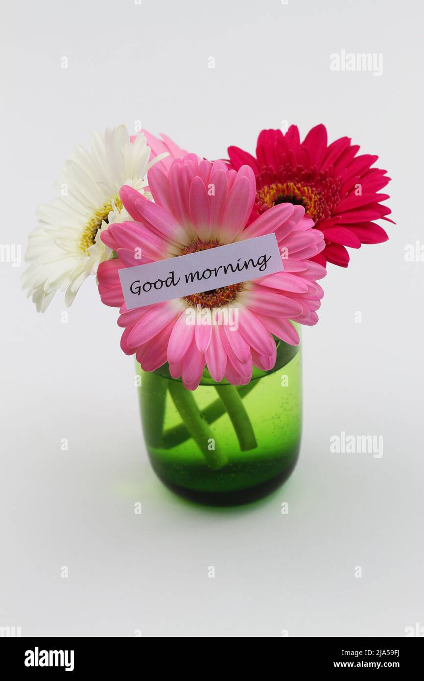 Good morning card with three colorful gerbera daisies in transparent green glass on white background Stock Photo