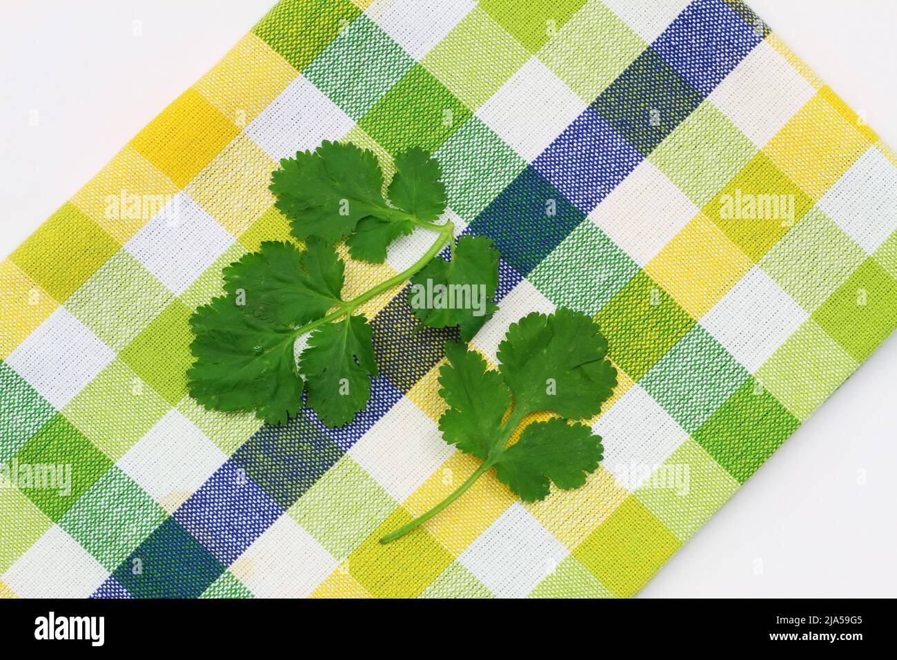 Fresh coriander leaves on colorful checkered kitchen cloth Stock Photo