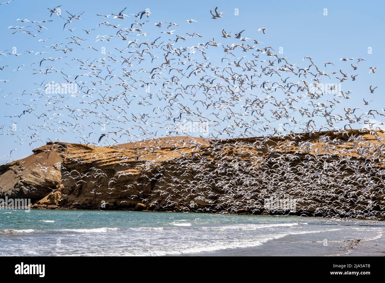 A Flock Of Sea Birds At Paracas National Reserve, Ica Region, Peru. Stock Photo