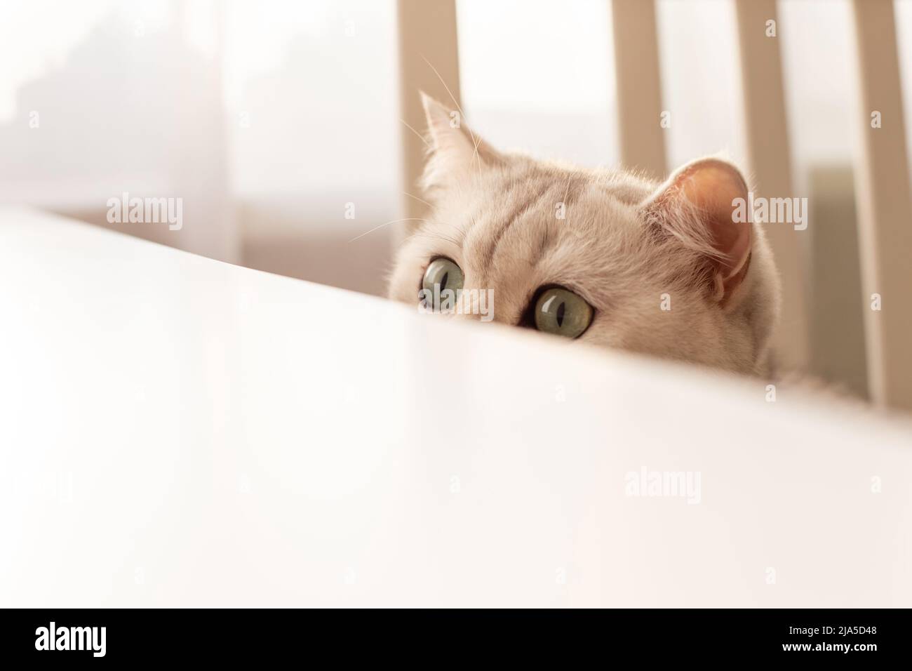 Кот выглядывает