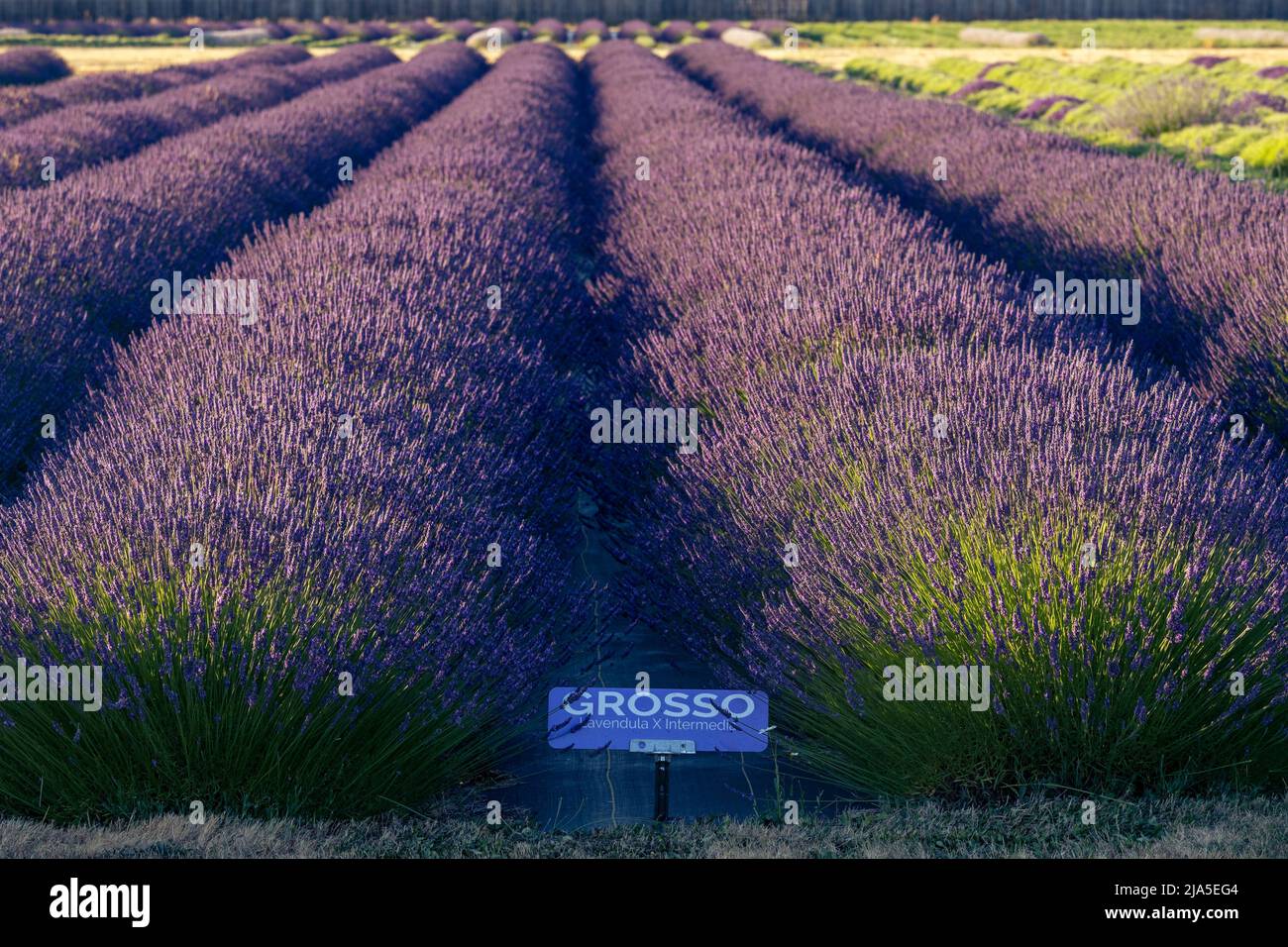Grosso Purple Lavender Variety in Rows in Sequim, WA Stock Photo
