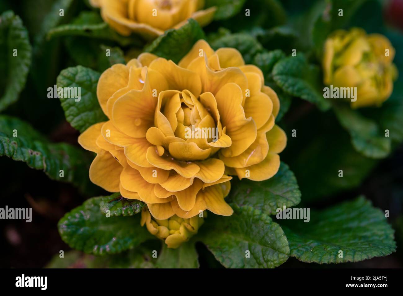 Primula Belarina Buttercup Yellow blossoms in the garden in spring Stock Photo