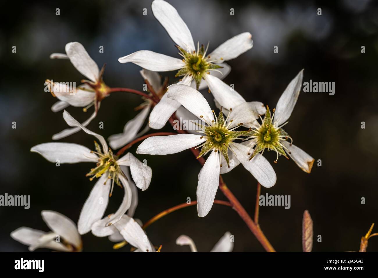 Flowers of Serviceberry 'Princess Diana' (Amelanchier x grandiflora) Stock Photo