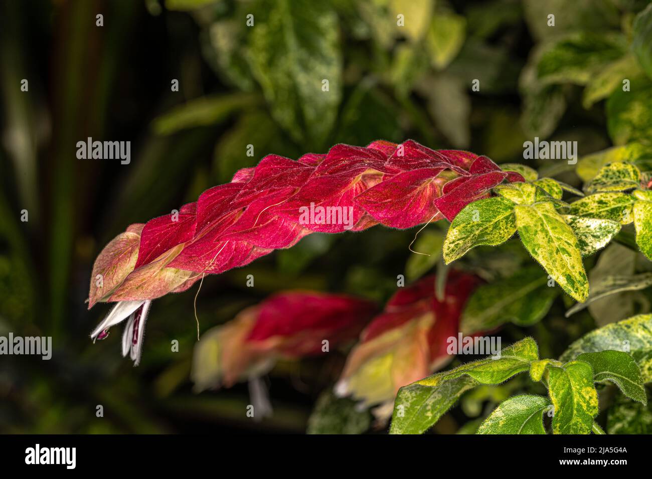 Flower of Variegated Shrimp Plant (Justicia brandegeana ‘Variegata’) Stock Photo