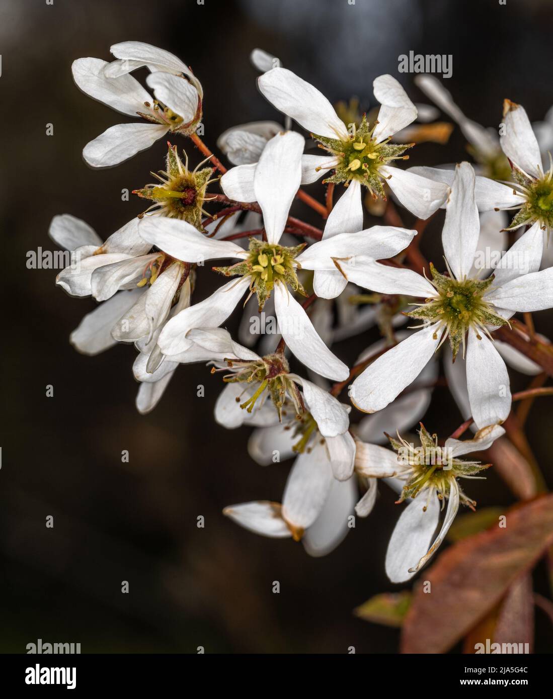 Flowers of Serviceberry 'Autumn Brilliance' (Amelanchier x grandiflora) Stock Photo