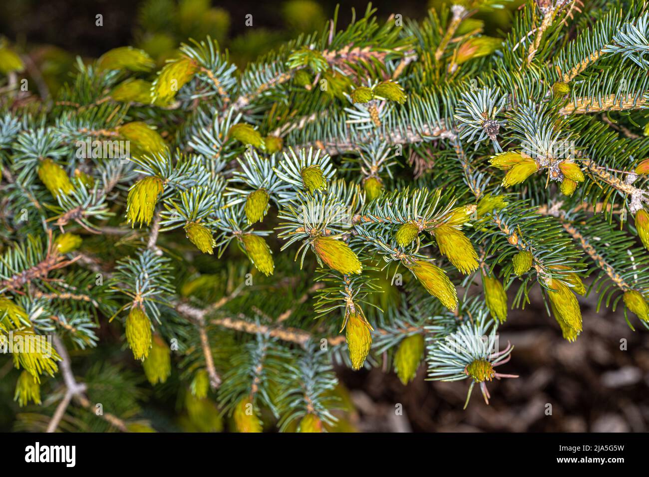 Leaves of Yezo Spruce (Picea jezoensis var. komarovii) Stock Photo