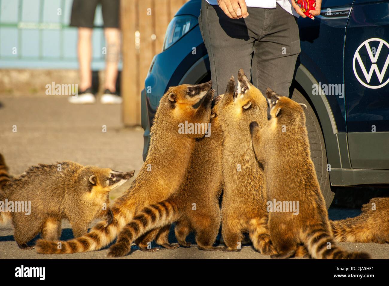 Wild Coatis begging to be feed by tourists come every day to the Serra do Rio do Rastro lookout point, Santa Catarina, Brazil Stock Photo