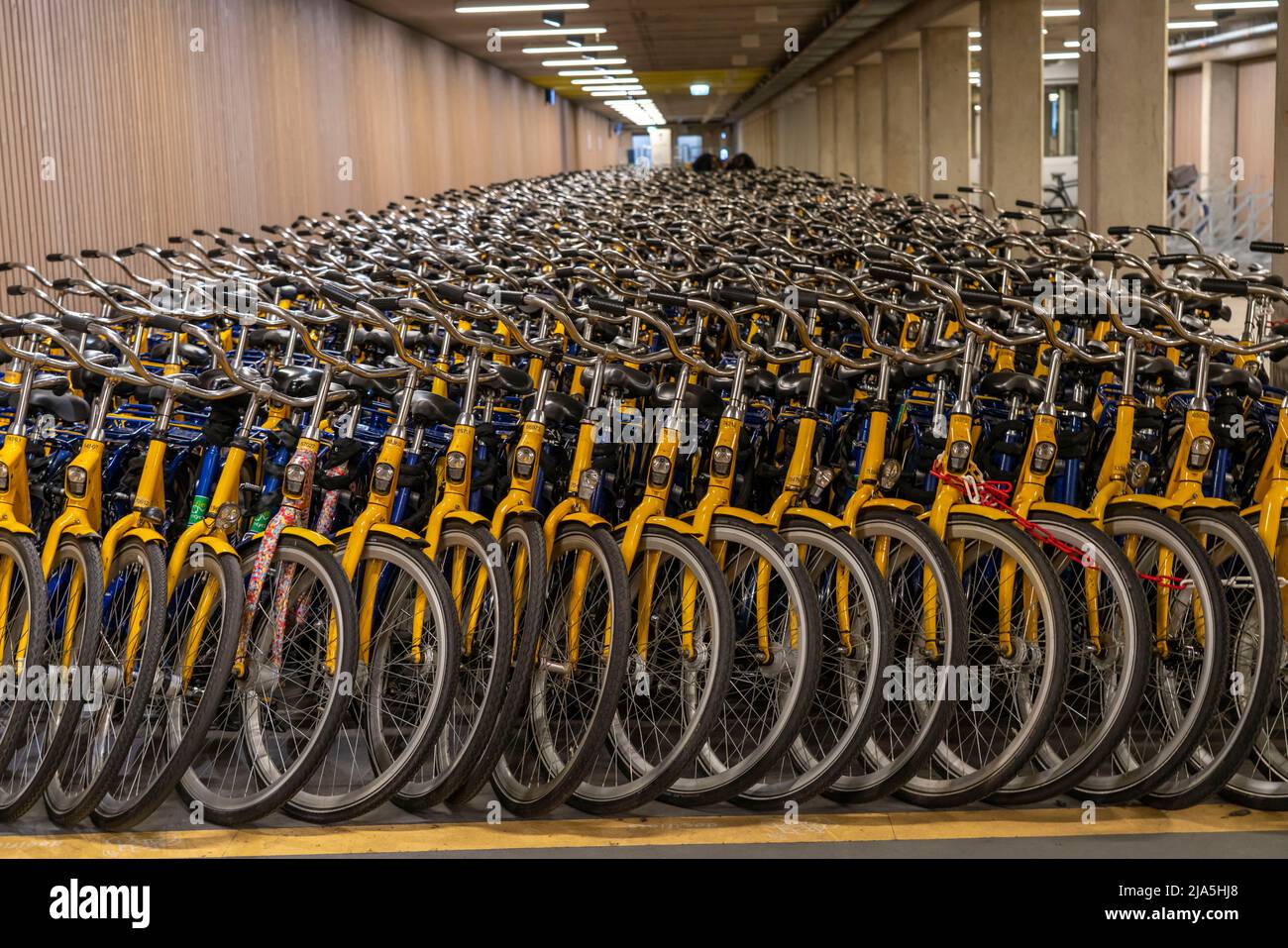 Bikes at OV-Fiets rental station, in Utrecht Central Station, hundreds of rental bikes waiting to be used, Dutch Railways NS offer, for customers, low Stock Photo
