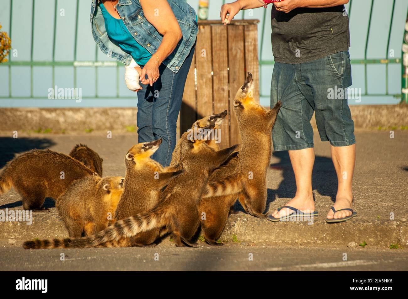 Wild Coatis begging to be feed by tourists come every day to the Serra do Rio do Rastro lookout point, Santa Catarina, Brazil Stock Photo