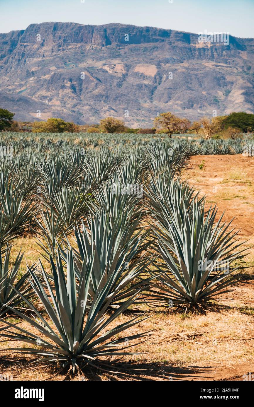 blue agave crops used for distillation in the town of Tequila, Jalisco
