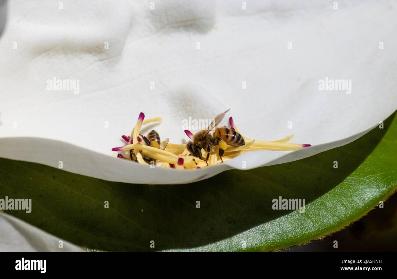 honey bee closeup on a white magnolia petal collecting pollen in spring Stock Photo