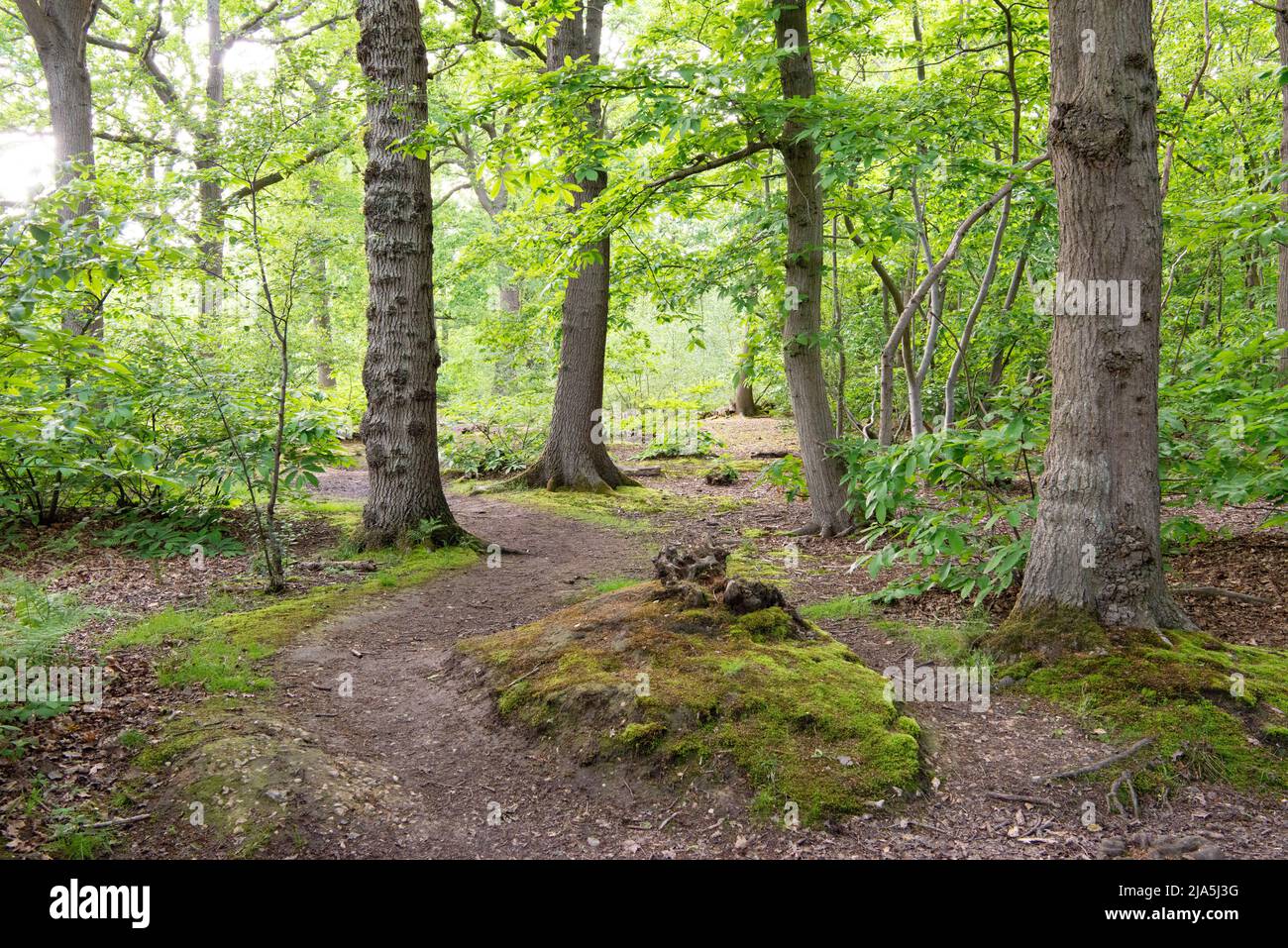 Mossy banks and a snaking path through woodland at Blean Woods RSPB, Kent, UK Stock Photo