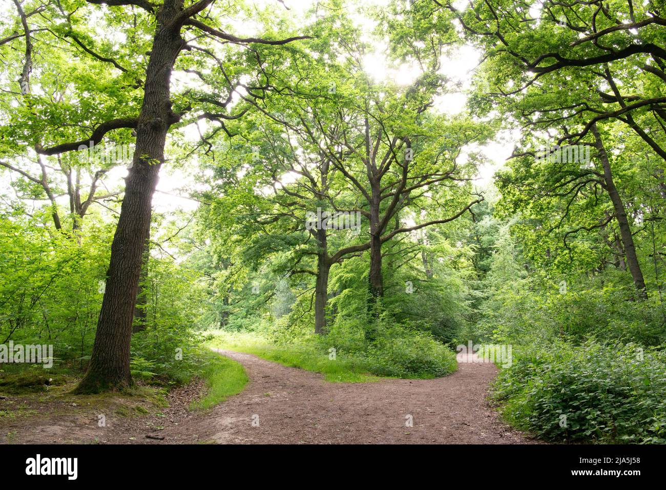 A convergence of pathways at Blean Woods RSPB, Kent, UK Stock Photo
