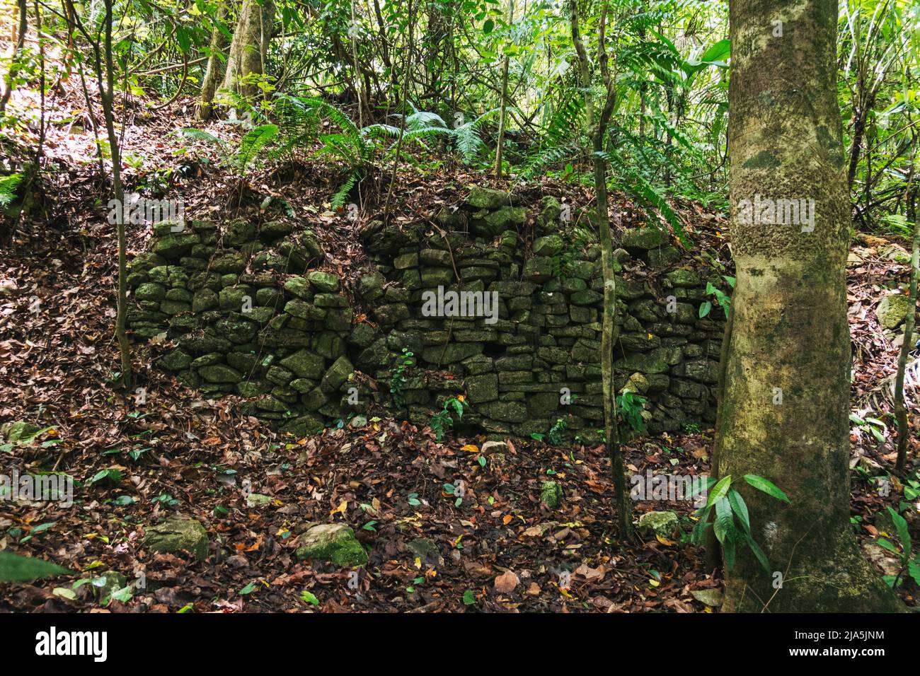 ancient Mayan stone walls exposed through dense undergrowth in the Palenque Archaeological Zone, Chiapas, Mexico. Much of the ruins are still buried Stock Photo
