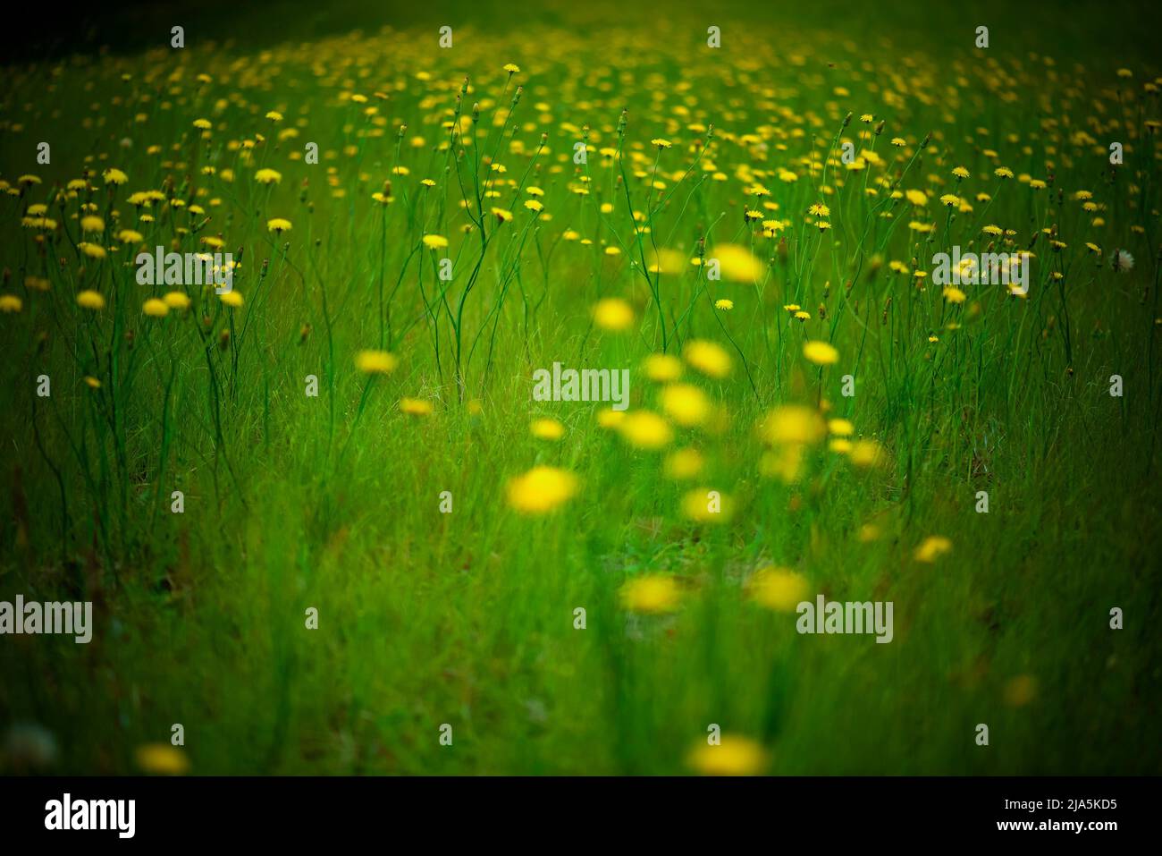 Flowers in Pampas environment - Argentina. Stock Photo