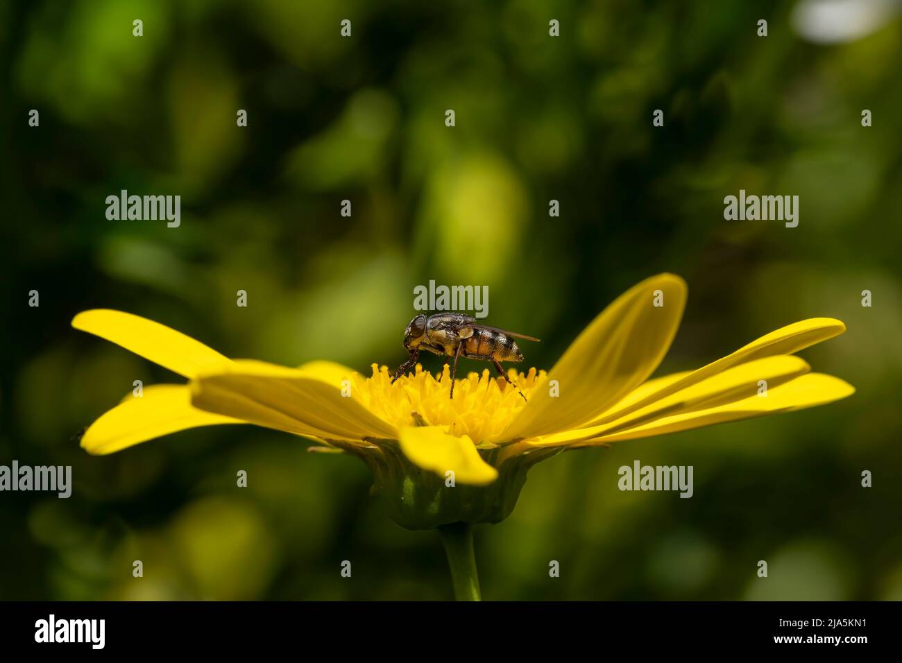 A fly pollinating a yellow daisy while feeding on it. Small pollinating insect Stock Photo
