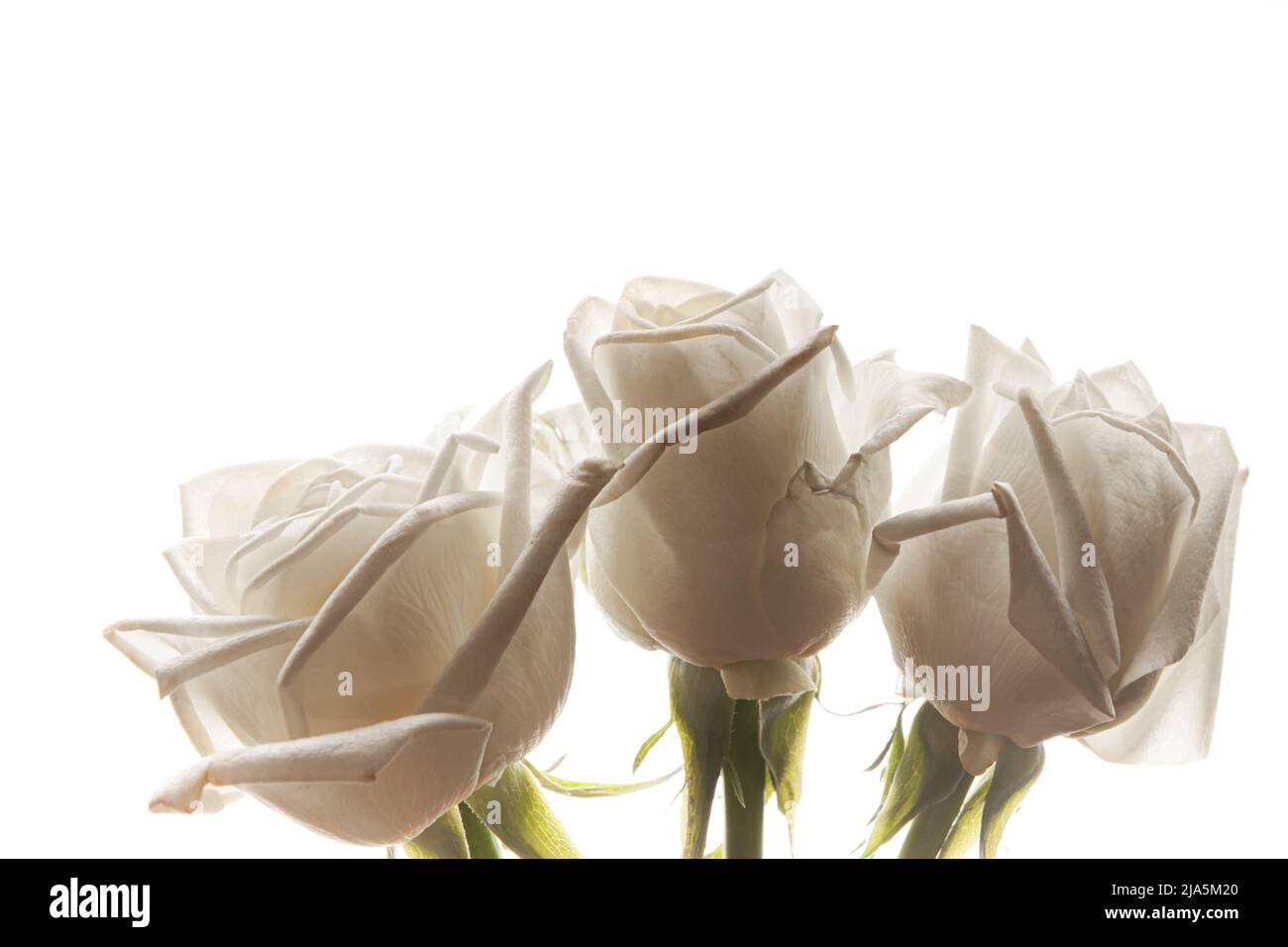 Three white rose buds on isolated background closeup Stock Photo