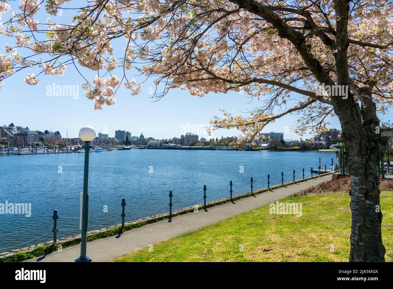 Songhees Point Park Walkway. Full bloom cherry blossom during