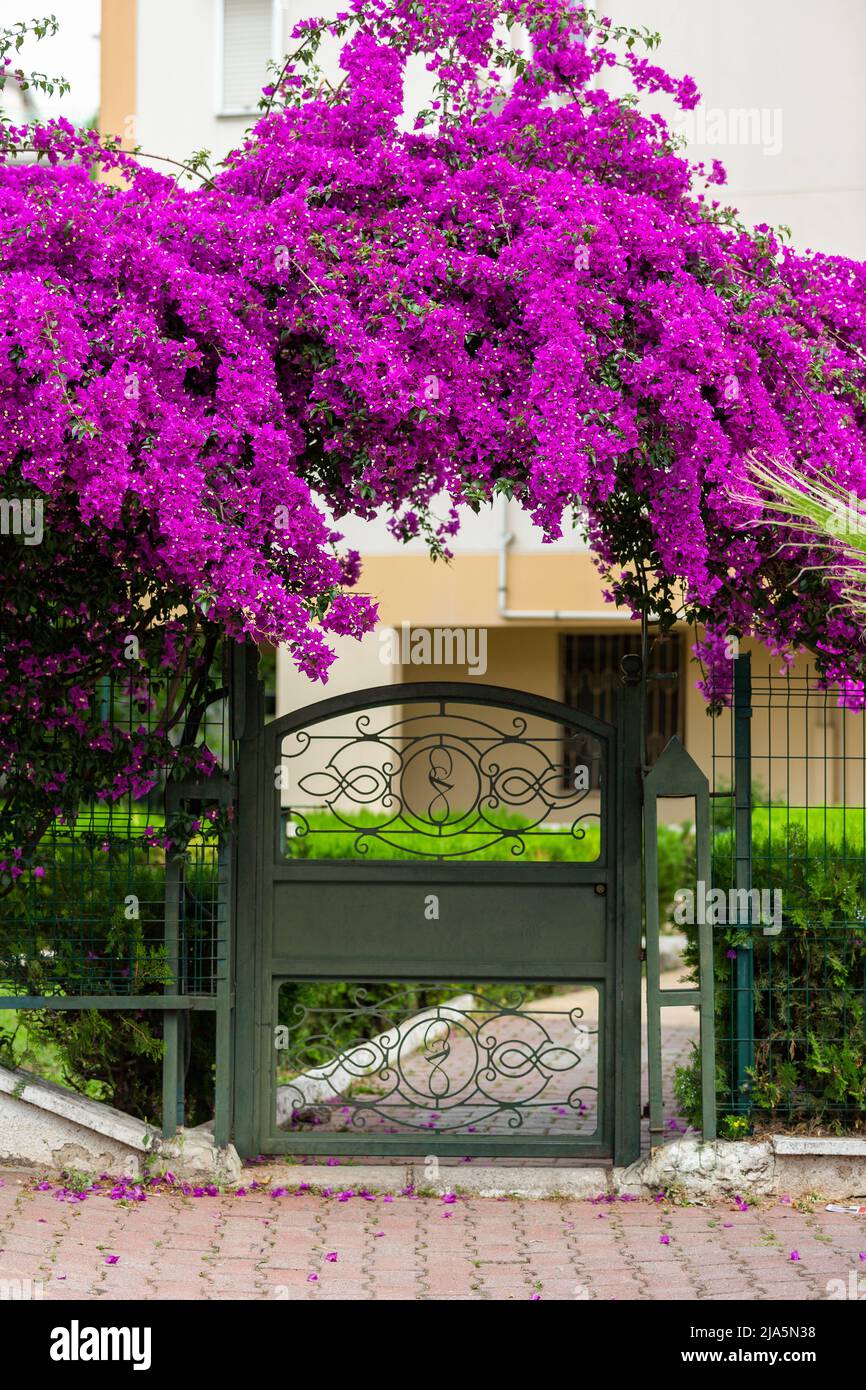 Garden gate covered with bougainvillea flowers, flowering ivy Stock