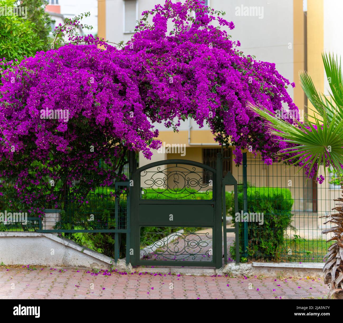 Garden gate covered with bougainvillea flowers, flowering ivy Stock