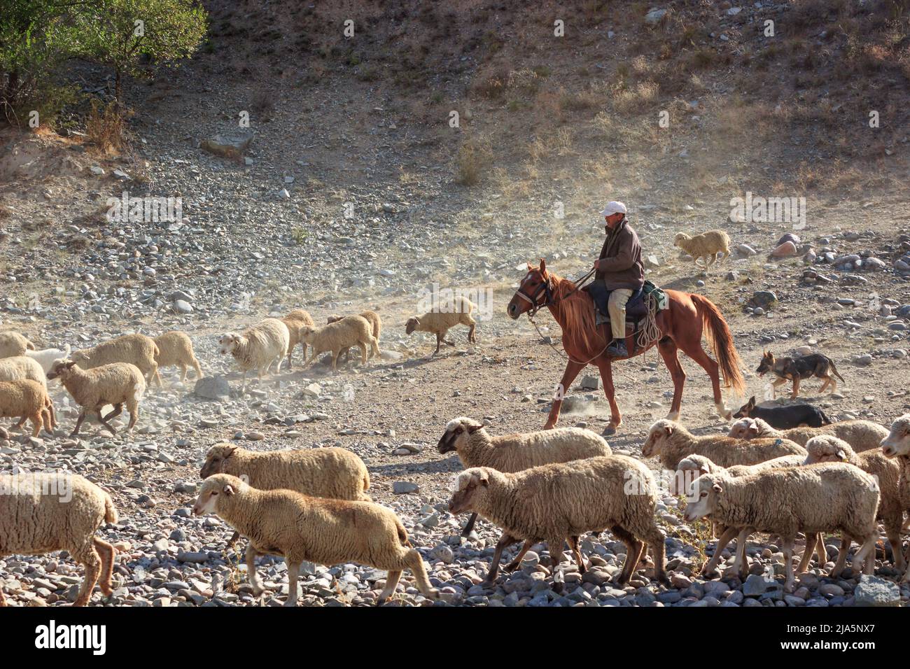 Horseback shepherd, Kazakhstan Stock Photo