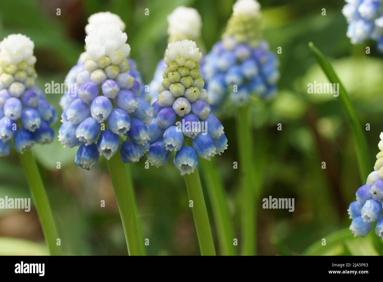 Mountain Lady Muscari. Spring flowers in the garden. Stock Photo