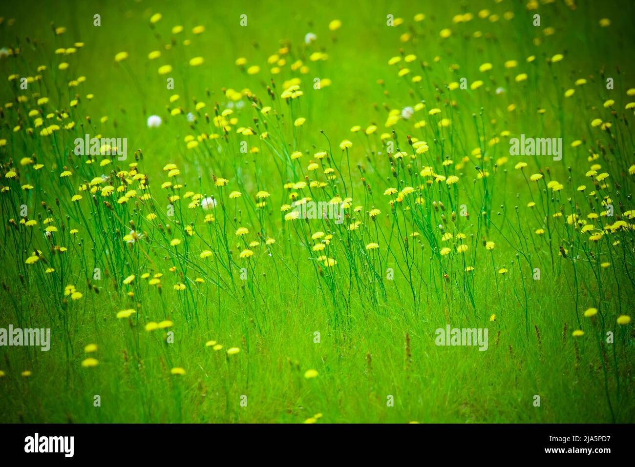 Flowers in Pampas environment - Argentina. Stock Photo