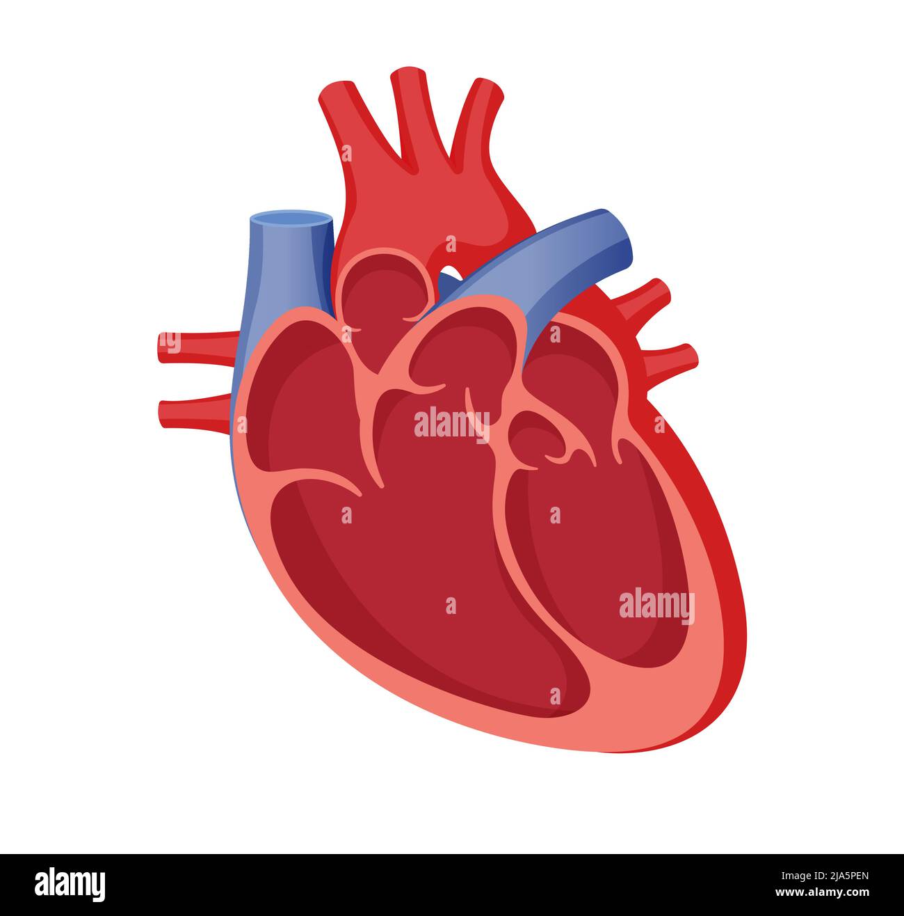 Human Heart Cross Section - Stock Illustration as EPS 10 File Stock ...