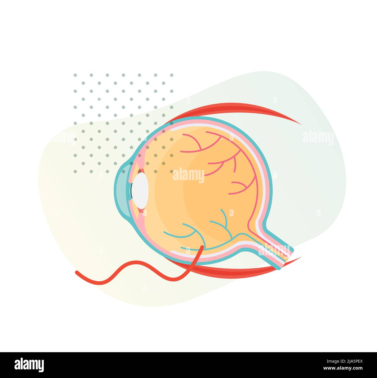 Human Eye Anatomy Section - Illustration as EPS 10 File Stock Vector ...