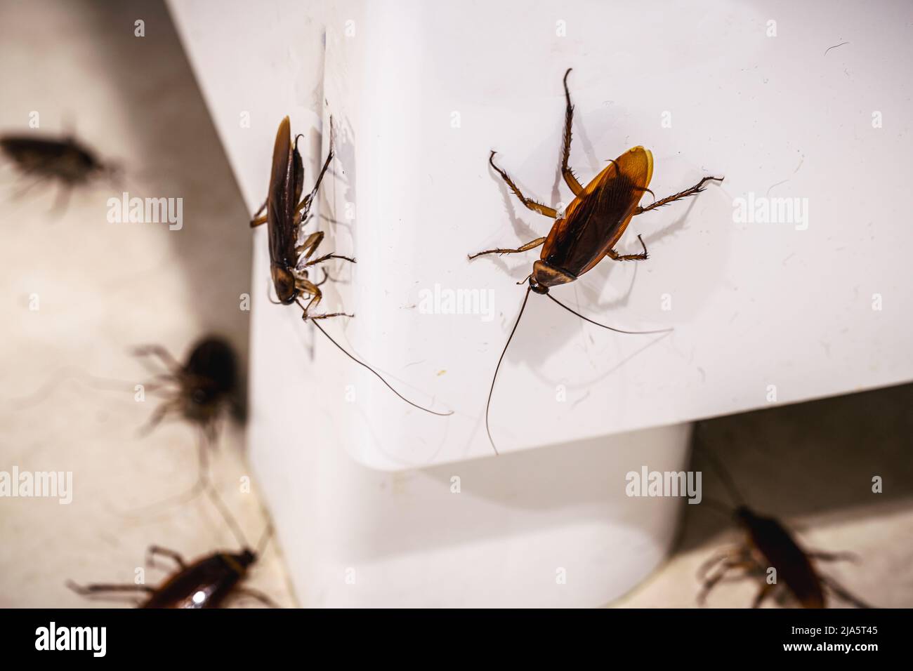 cockroach infestation in the kitchen, insects on the floor without