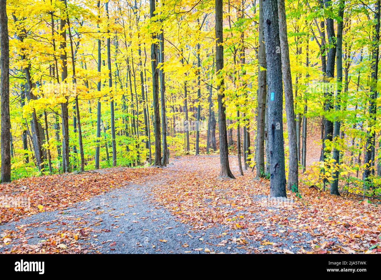 Forest path during autumn with tree leaves changing colors. Bruce side trail in Hamilton Ontario Canada. Stock Photo