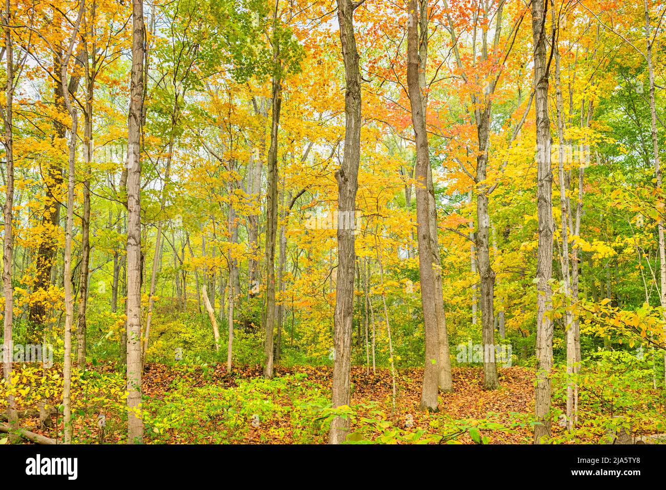 Deciduous forest during autumn with tree leaves changing colors in Brantford, Ontario, Canada Stock Photo