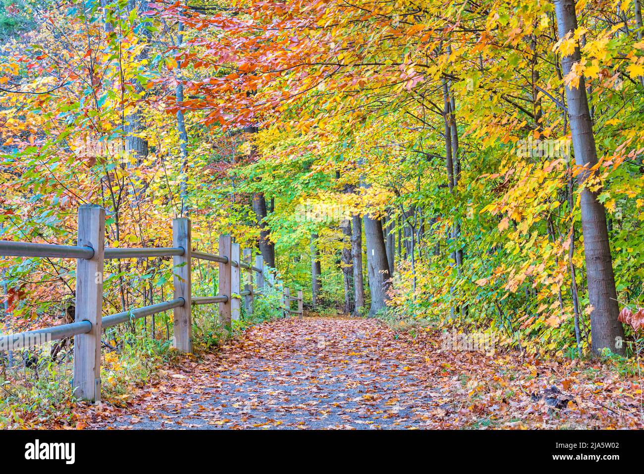 Forest path during autumn with tree leaves changing colors. Stock Photo